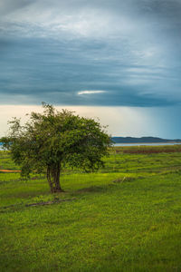 Trees on field against sky