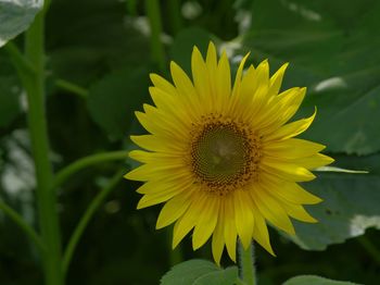 Close-up of yellow sunflower