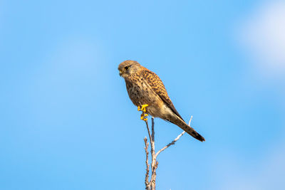 Low angle view of bird perching on branch against sky