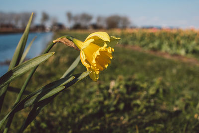 Close-up of yellow flowering plant on land