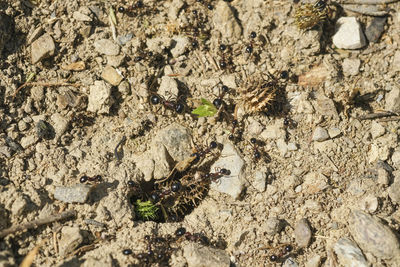 High angle view of insect on rock