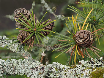 Close-up of snail on plant