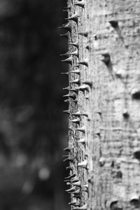 Close-up view of cross