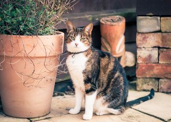 Cat looking away