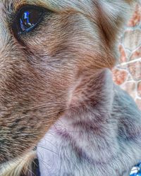 Close-up of cat looking away