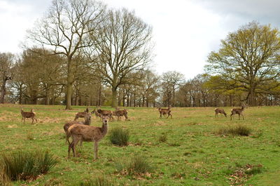 Flock of sheep grazing in a field