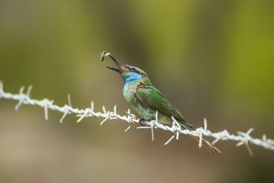 Close-up of bird perching on leaf