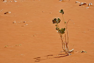 High angle view of plants on beach