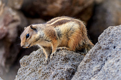 Close-up of a squirrel