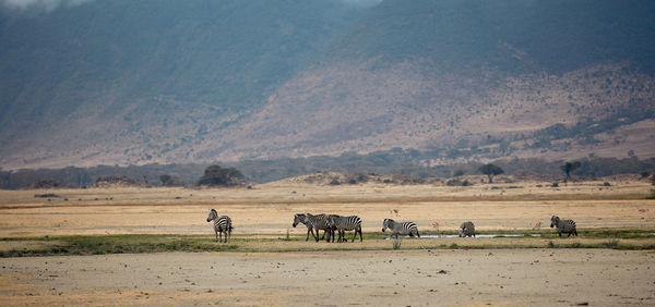 Horses in a field