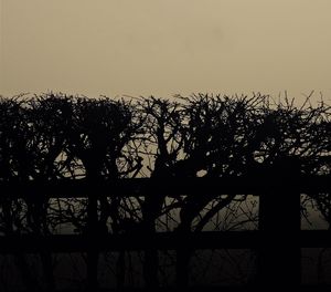 Low angle view of silhouette trees against clear sky