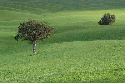 Single tree in field