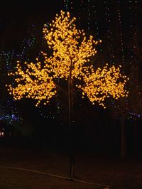 Illuminated tree at night