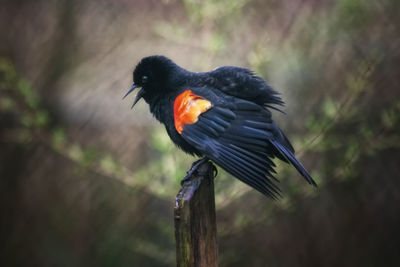 Close-up of bird perching outdoors