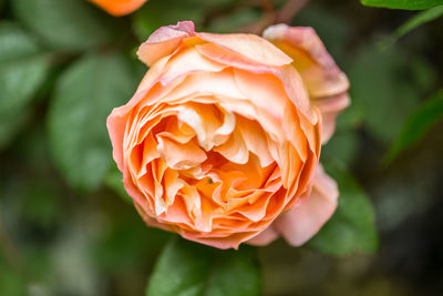 Close-up of rose blooming outdoors