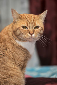 Close-up portrait of a cat