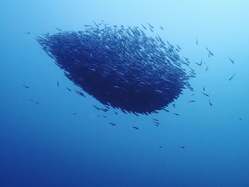 School of fish swimming in blue sea