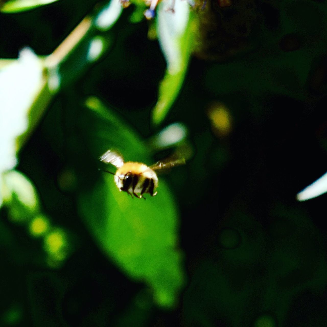 CLOSE-UP OF BEE FLYING IN THE GREEN