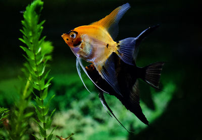 Close-up of fish swimming in sea