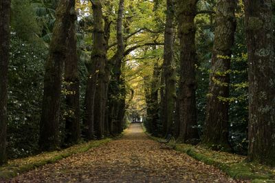 View of trees in forest