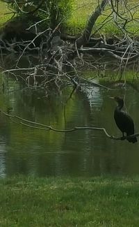 Bird flying over lake