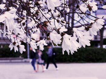 Close-up of white cherry blossoms in spring