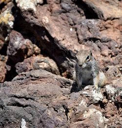 Squirrel on rock