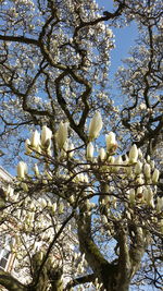 Low angle view of magnolia tree against sky