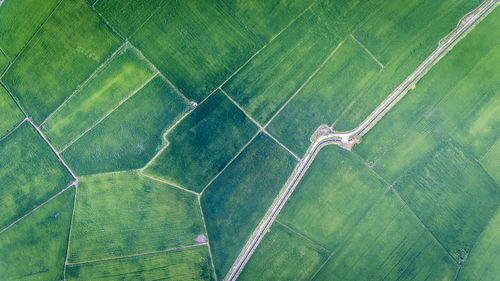 Full frame shot of agricultural field