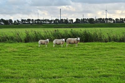 Sheep on grassy field