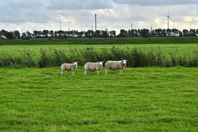 Sheep on grassy field