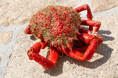 Close-up of a reptile on the beach