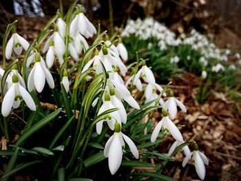 Close-up of white flowers blooming outdoors