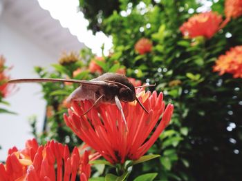 Close-up of insect on red flower