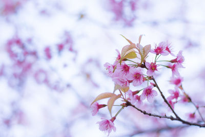 Close-up of pink flowers on branch