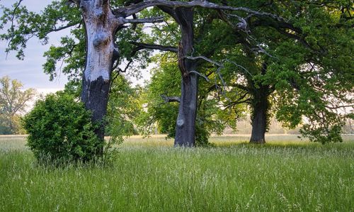 Trees on field