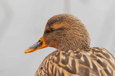 Close-up of a bird