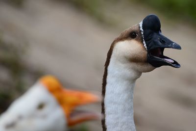 Close-up of bird