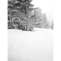 Trees on snow field against clear sky