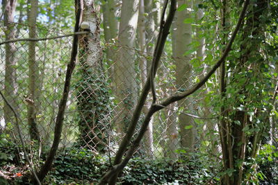 Low angle view of bamboo trees in forest