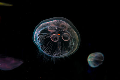 Close-up of jellyfish against black background