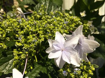 Close-up of white flowering plant