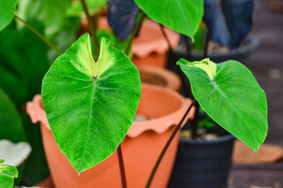 Colocasia esculenta pigtailed princess in garden