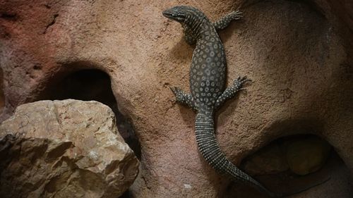 Close-up of lizard on rock