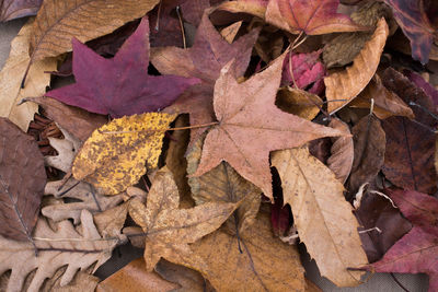 High angle view of dry leaves