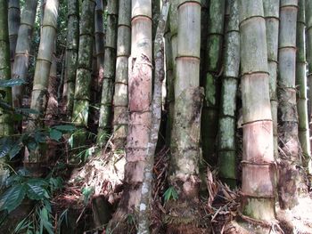 Full frame shot of bamboo trees in forest