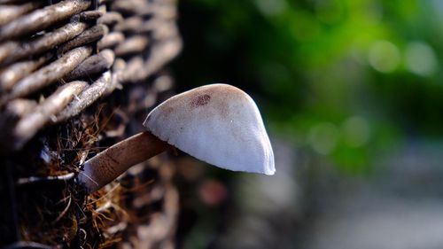 Close-up of mushroom growing on tree