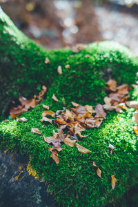 High angle view of mushrooms growing on field