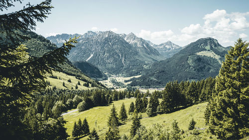 Panoramic view of pine trees and mountains against sky