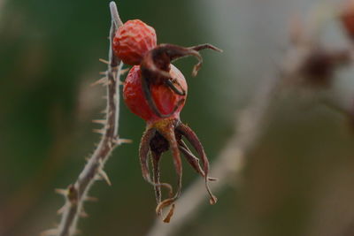 Close-up of red flower bud